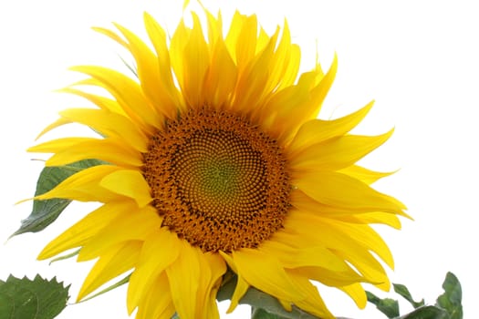 a field of sunflowers