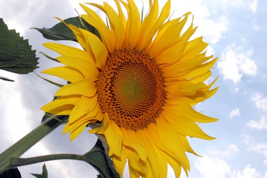 a field of sunflowers