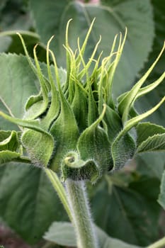 sunflower bud in closeup