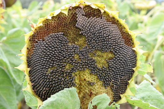 a field of sunflowers