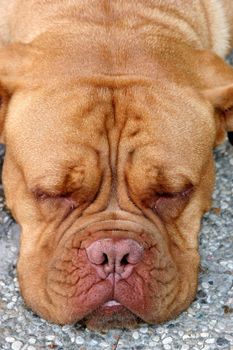 Dogue Bordeaux, Bordeaux dog sleeps