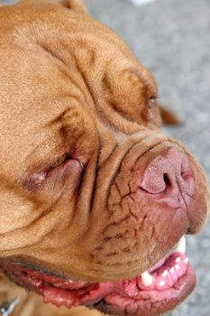 Dogue Bordeaux, Bordeaux dog