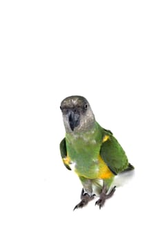 green parrot isolated on a white background