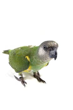 green parrot standing isolated on a white background