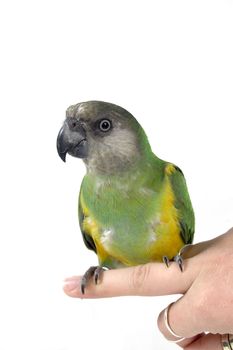 green parrot sitting on a human finger