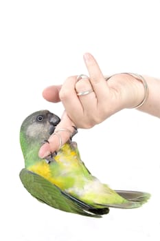 green parrot hanging  upside down on a human finger