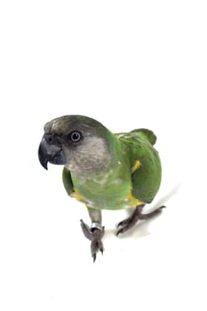 green parrot keeps on walking