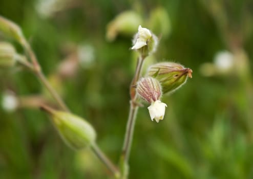 Several white flower-buds on a green background, close-up