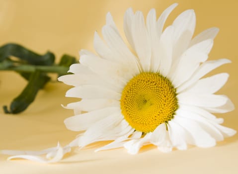 flowers isolated on background