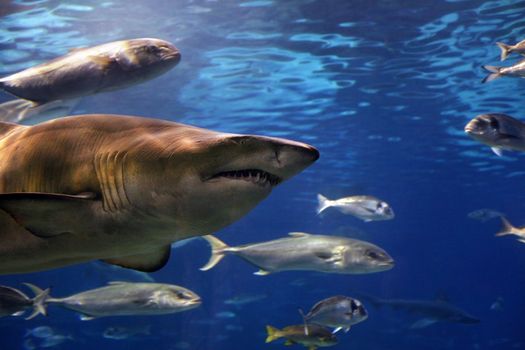 A grey shark swimming underwater. Sunbeams are shining down through the water