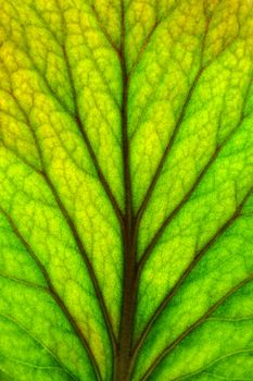 Closeup of the green leaf with dark streaks