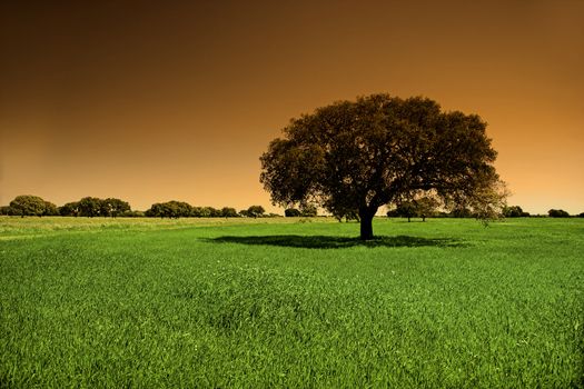 Landscape with a tree and  a beautiful sky with a orange gradient