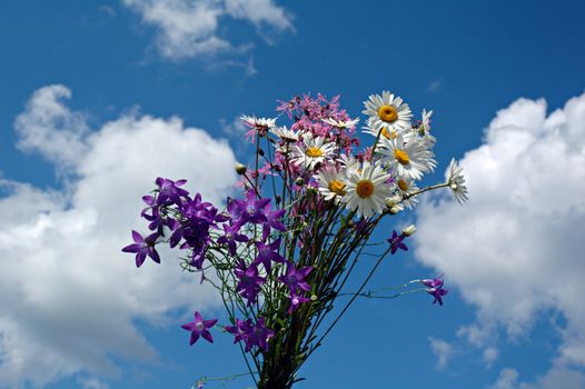 Bouquet of wild flowers against the sky with clouds