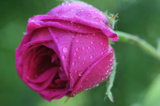 photo of red  rose from small drops of dew