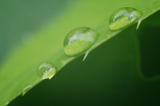 the macro three drops of water on green leaf