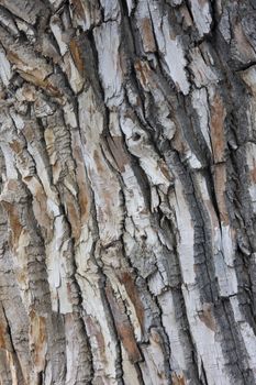 trunk of old cottonwood tree - bark texture, background