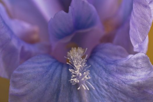 close up of a purple  iris looking like an angel