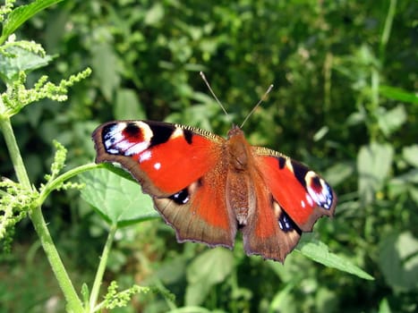 Very beautiful peacock butterfly on a green background