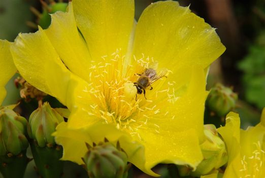 Yellow blossom opuntia cactus with bee harvesting pollen