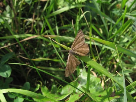 Little gray butterfly on a background of green grass