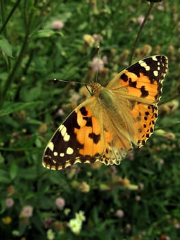 Very beautiful orange butterfly on a green background