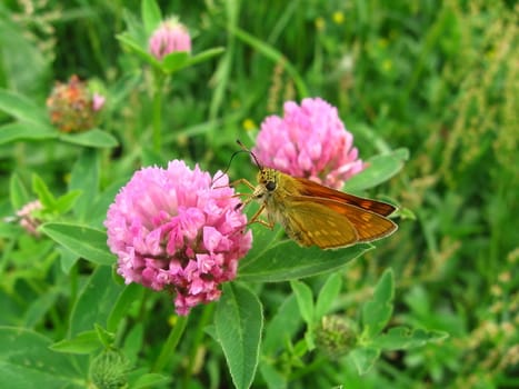 Small cute butterfly sits on the pink clover, it is on a grass background