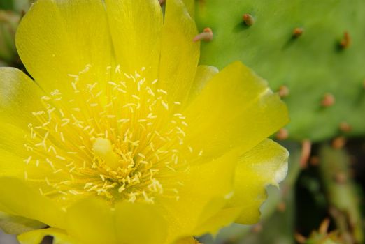 Yellow blossom opuntia cactus macro