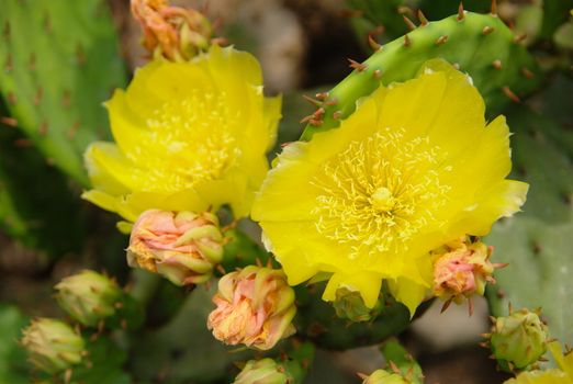 Yellow blossom opuntia cactus