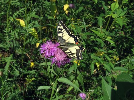 Very beautiful swallowtail butterfly sits on the blue flower