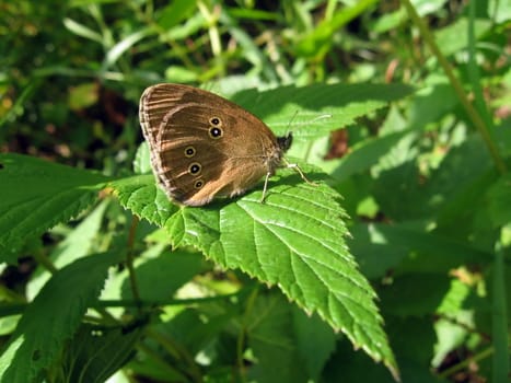 Beautiful velvet butterfly sits on the green leaf