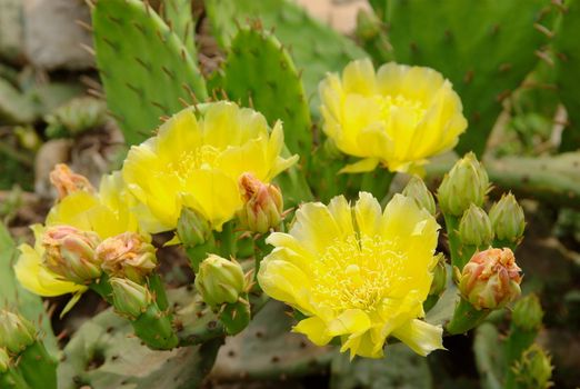 Yellow blossom opuntia cactus