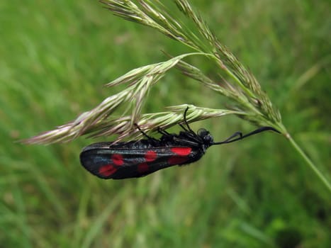 Black butterfly sits on the stalk, it is on a background of green background