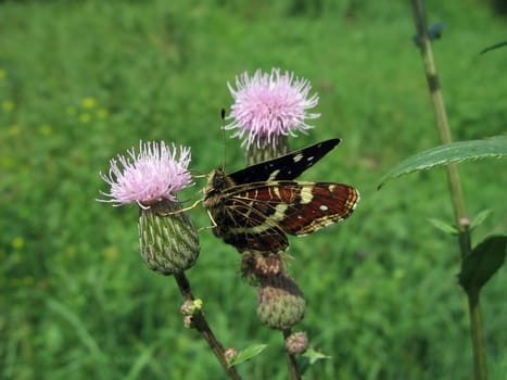 Beautiful motley flower sits on the flower, it is on a green background