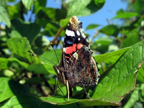 Beautiful motley admiral butterfly on a green background