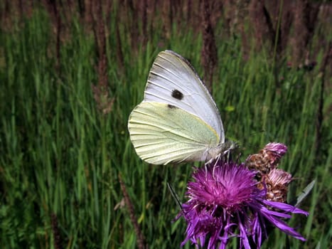 White butterfly sits on the blue flower on a background of green field