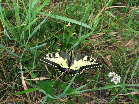 Very beautiful butterfly on a background of green grass