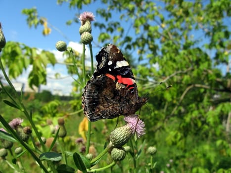 Beautiful motley admiral butterfly on a green background