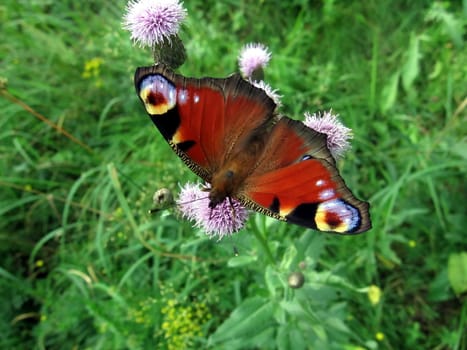 Very beautiful peacock butterfly on a green background