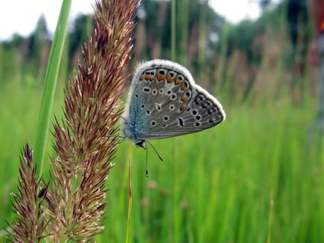 Beautiful blue butterfly sits on the stalk, it is on background of field