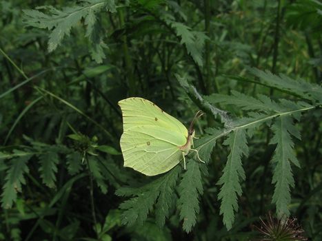 Small yellow butterfly sits on the green leaves