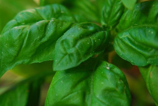 Green basil. Binominal name: ocimum basilicum. 