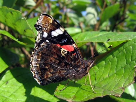Beautiful motley admiral butterfly on a green background