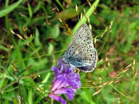 Beautiful blue butterfly sits on the flower, it is on a green background