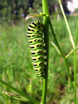 Very beautiful yellow caterpillar sits on the green stalk in field
