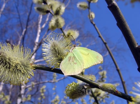 Beautiful yellow butterfly sits on the blossoming branch