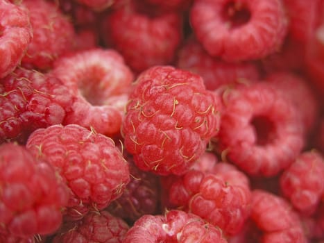 Sweet and juicy berries of raspberry