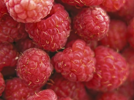 Red and sweet berries of raspberry