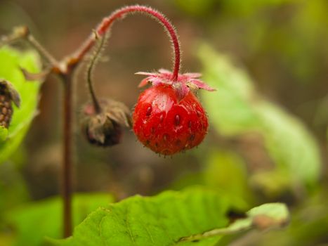 Sweet and juicy berry