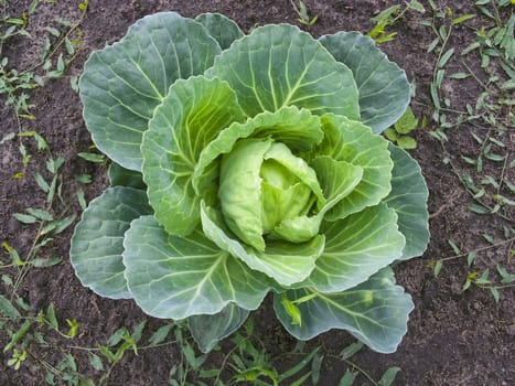 A green cabbage in a vegetable garden