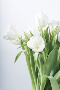 Still life with white tulips - selective focus, main focus on flower in front